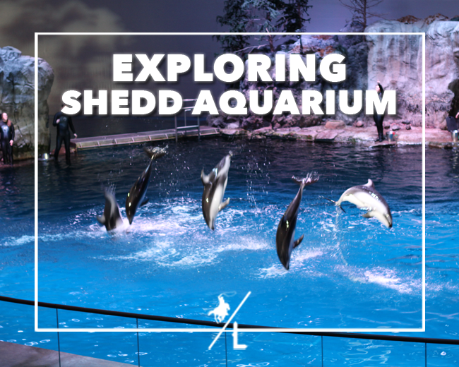 Explore Shedd Aquarium