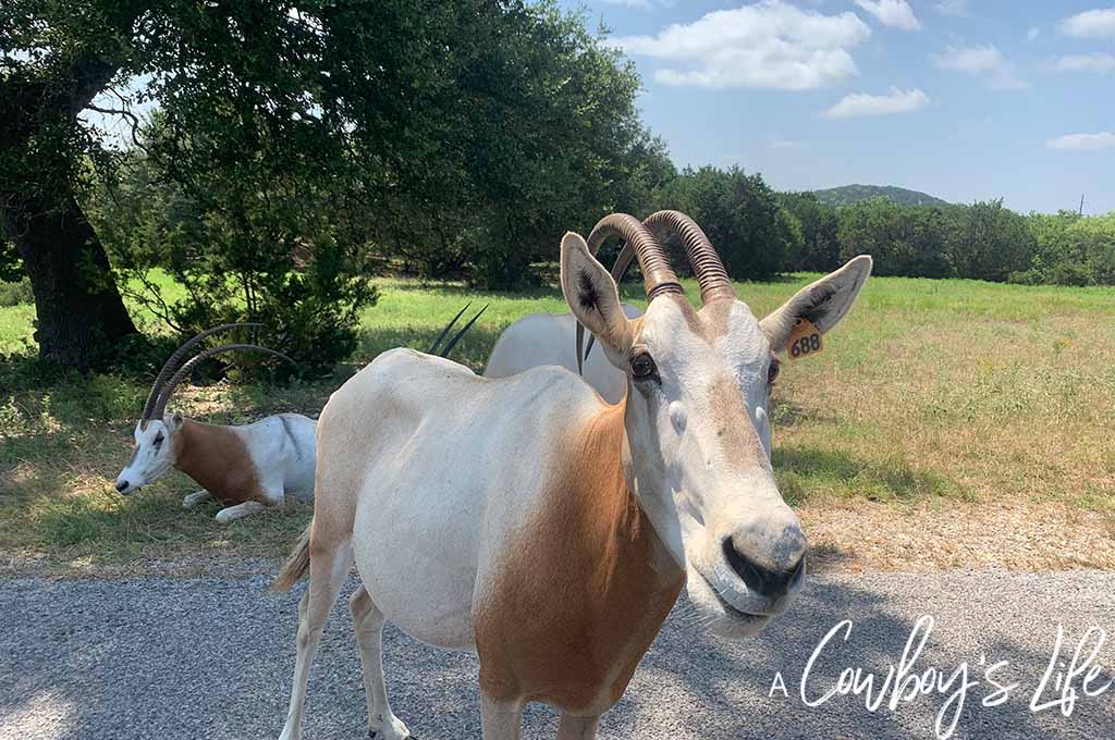 Fossil Rim – Texas Safari Guide