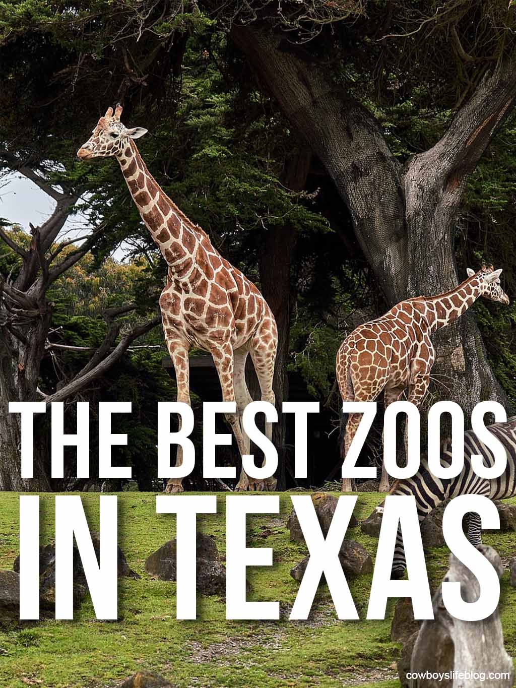 The Best Zoos in Texas 