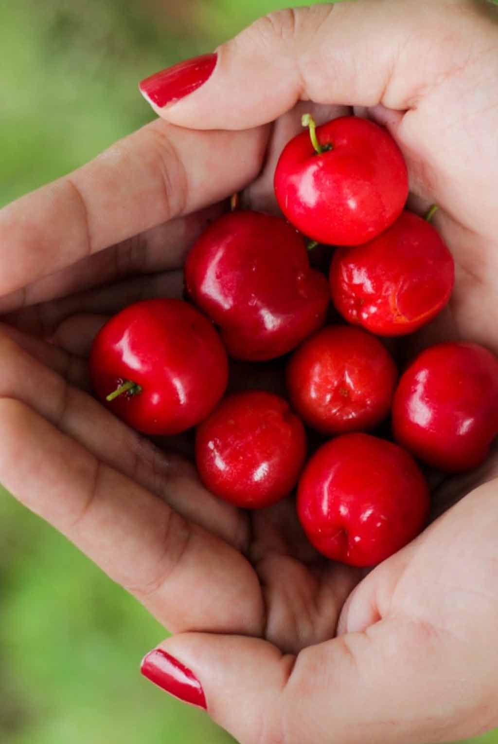 The Best Cherry Picking in Michigan
