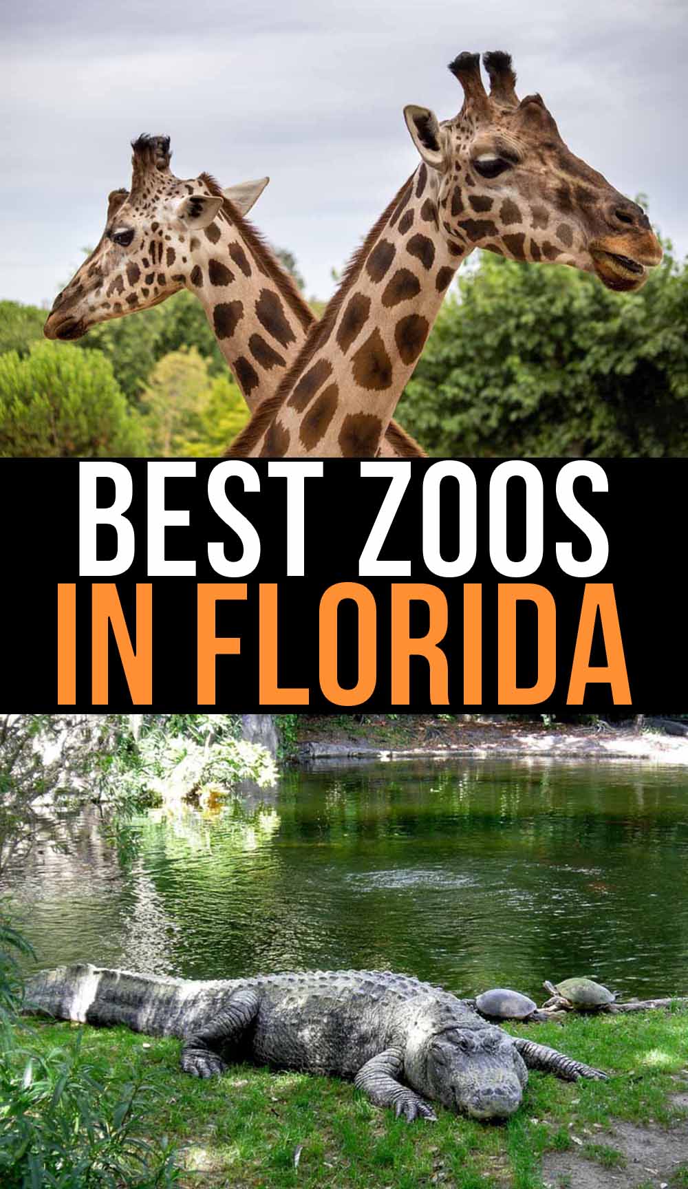 The Best Zoos in Florida