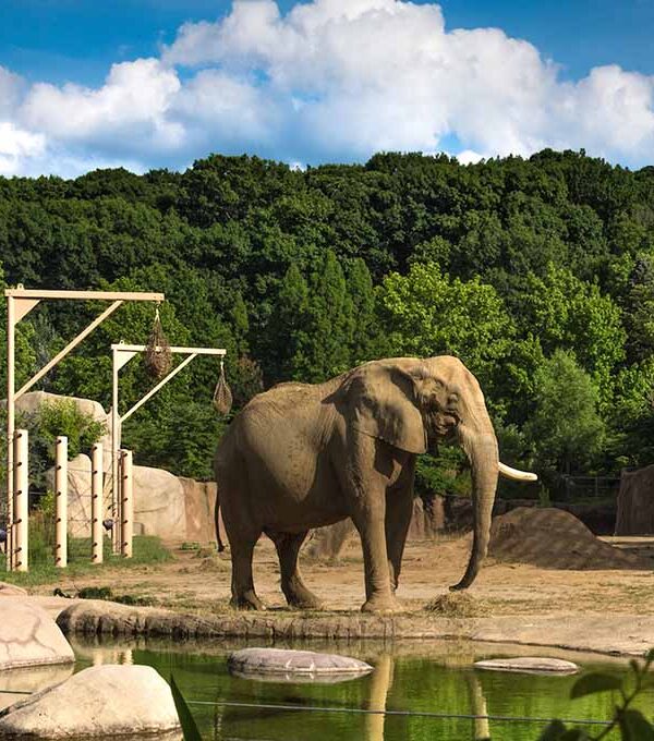 The Best Zoos in Ohio