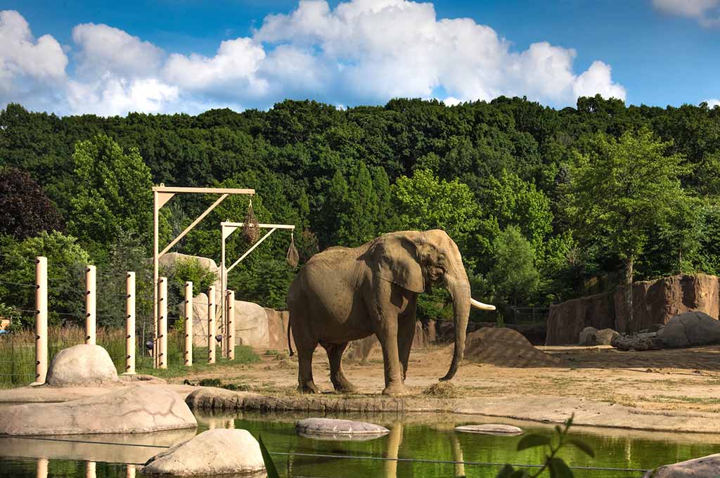 The Best Zoos in Ohio