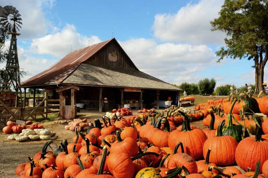 large pumpkin patch near me