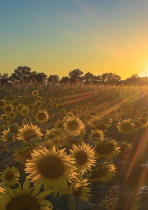 Sunflower Fields in Kansas