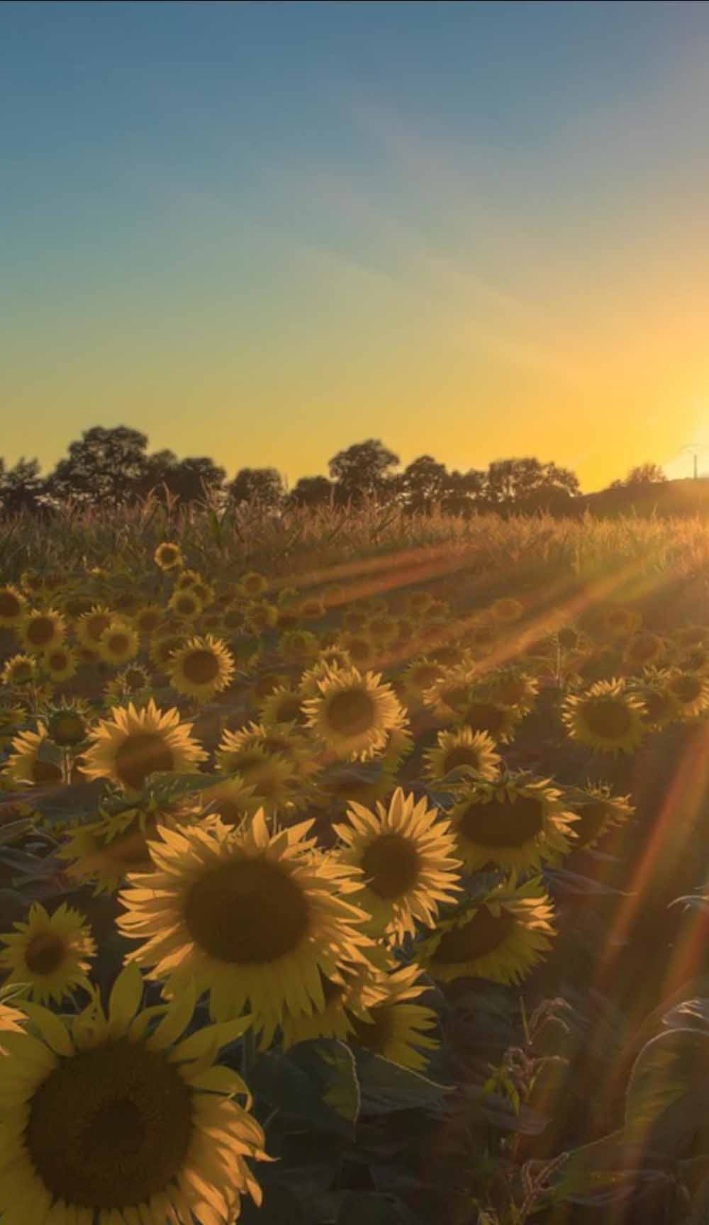 Sunflower Fields in Kansas