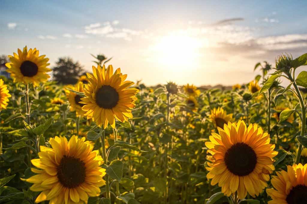 Sunflower Fields in Kansas