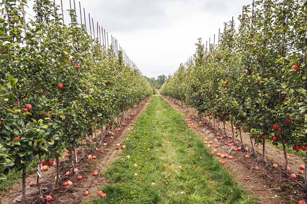 Apple Picking Farms Massachusetts
