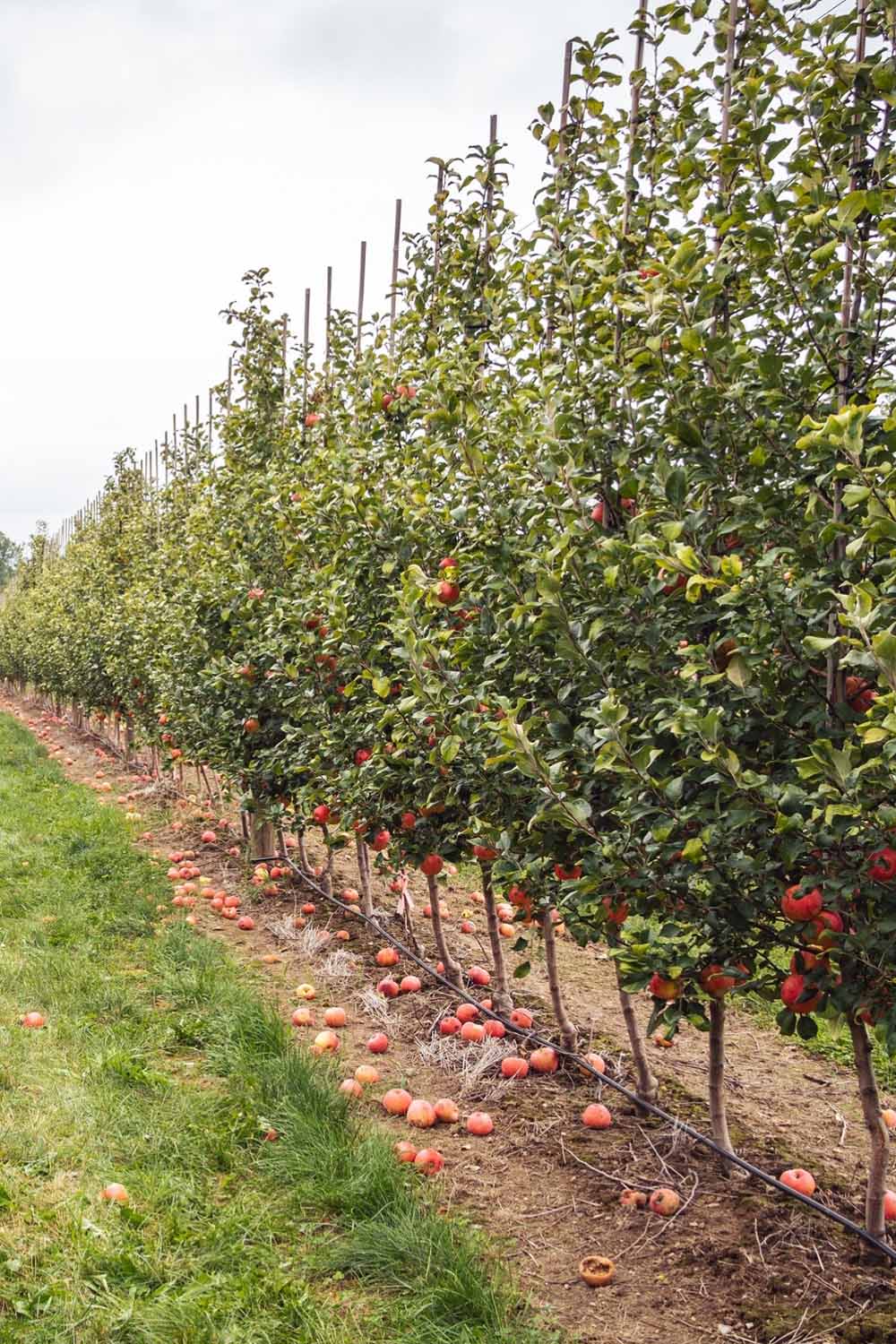 Apple Picking Farms Massachusetts