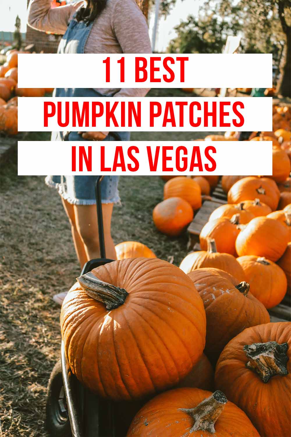 11 Best Pumpkin Patches in Las Vegas A Cowboys Life