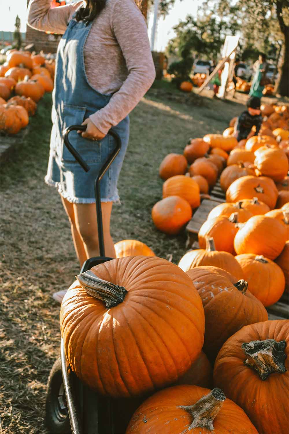 11 Best Pumpkin Patches in Las Vegas A Cowboys Life