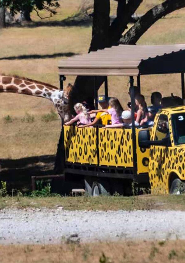 Drive through Safari