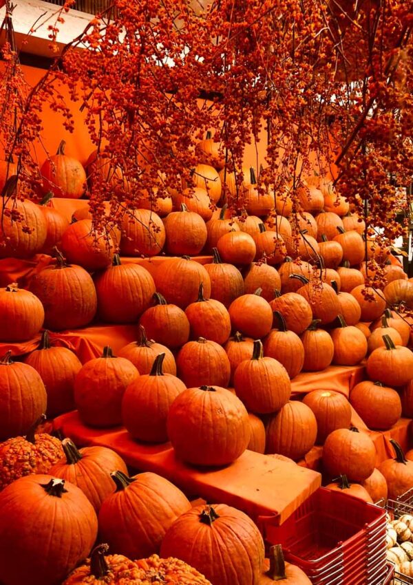 The best pumpkin patch in Raleigh NC