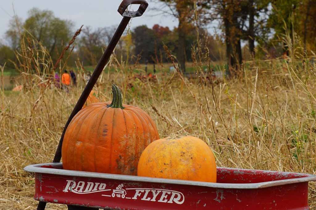 pumpkin patch in Raleigh NC