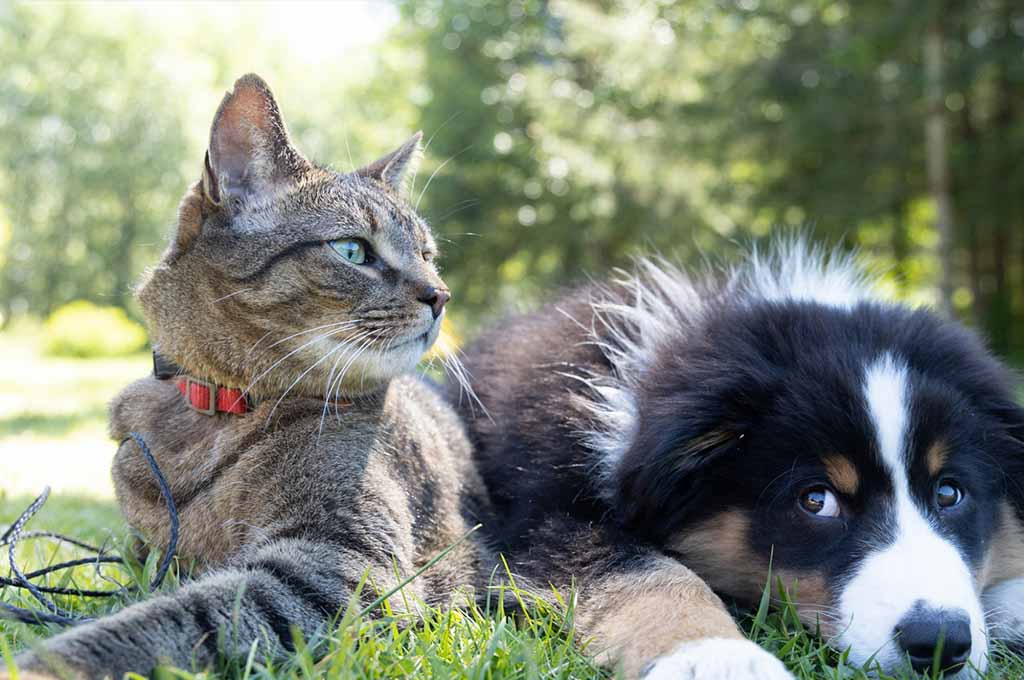 cat and dog laying in grass